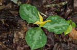 Yellow trillium